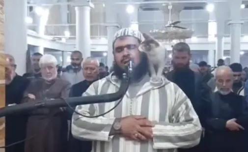 小貓狂刷存在感。翻攝臉書