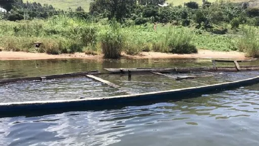 民主剛果基伍湖船隻翻覆　釀6人死亡、64人失蹤