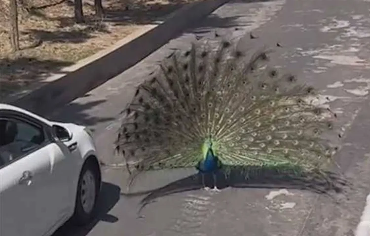神鵰山野生動物園表示，園區共有超過一千隻孔雀，採取放養的方式。翻攝微博/神鵰山野生動物園