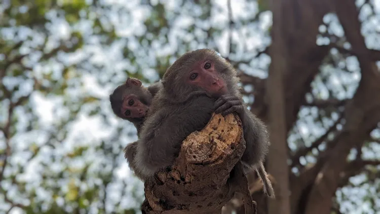 壽山是台灣獼猴棲地。台灣獼猴共存推廣協會提供