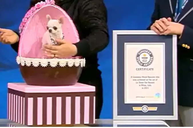 「珍珠」上電視時，態度很淡定。翻攝金氏世界紀錄網站