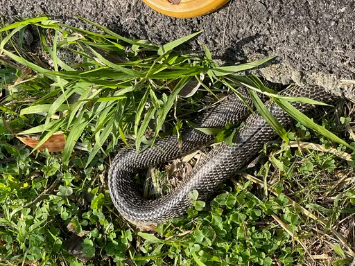 清明掃墓防蛇吻 新北動保處籲遵3步驟「打草驚蛇」保平安