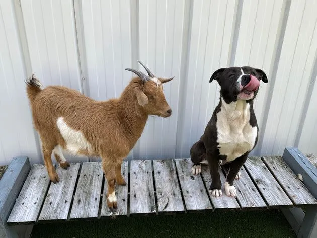 「肉桂」非常黏好朋友「菲利克斯」。翻攝臉書