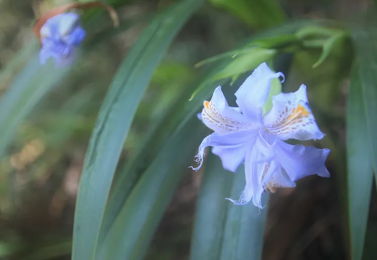 藤枝園區內生長台灣特有種台灣鳶尾。讀者提供