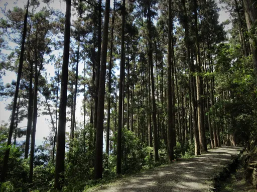 森濤再現!漫步藤枝國家森林公園 4月21日起免預約入園