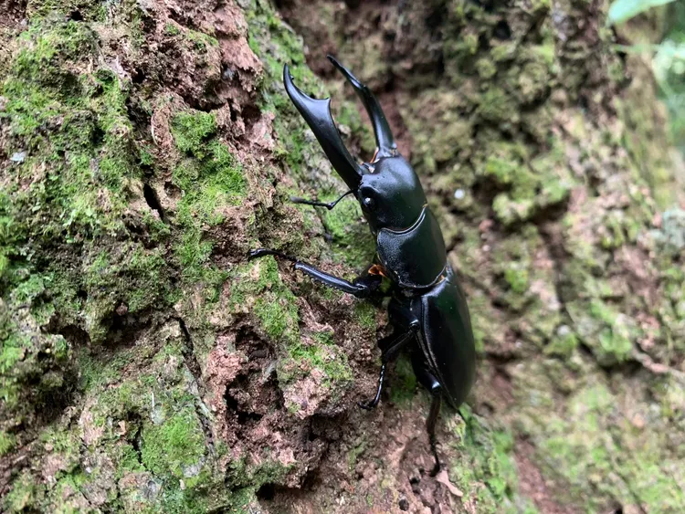 藤枝具豐富生態，長角大鍬形蟲適合生長於中低海拔山區。讀者提供