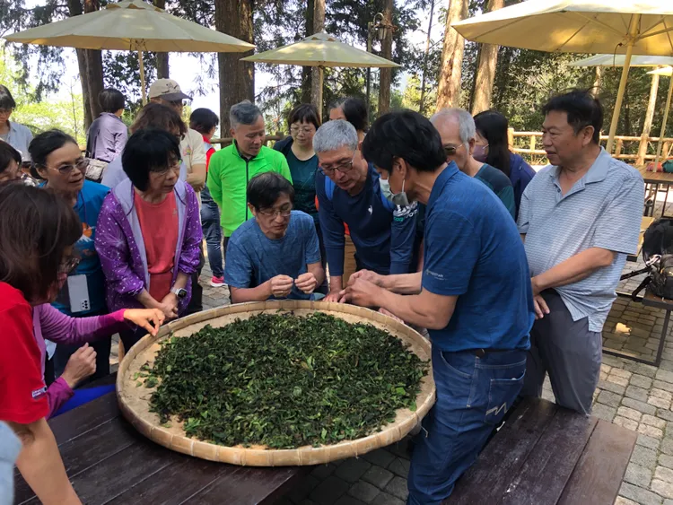 藤枝手揉山茶體驗。讀者提供