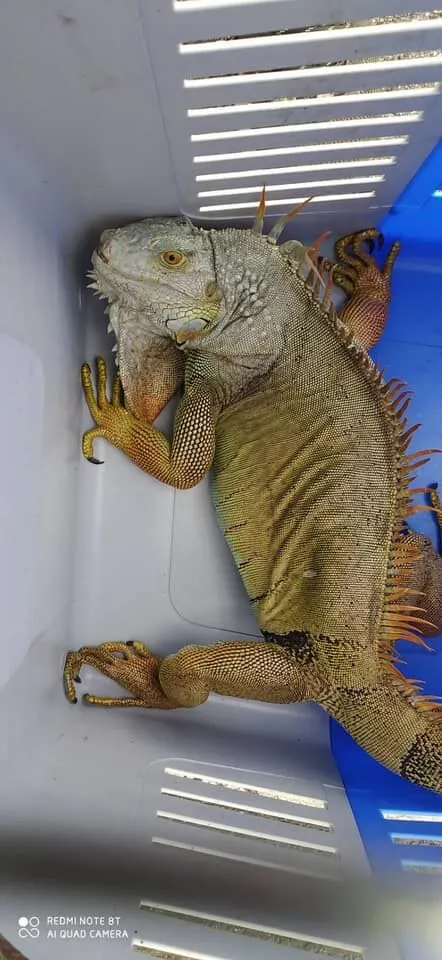 中和動物之家回報， 已捉到綠鬣蜥。翻攝「我是永和人」臉書社團
