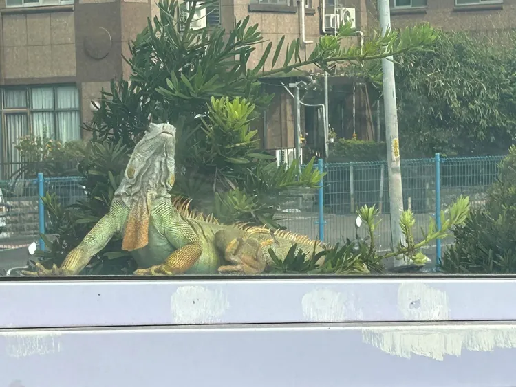 民眾PO文表示，保生路閘道上出現一隻超大的綠鬣蜥。翻攝「我是永和人」臉書社團