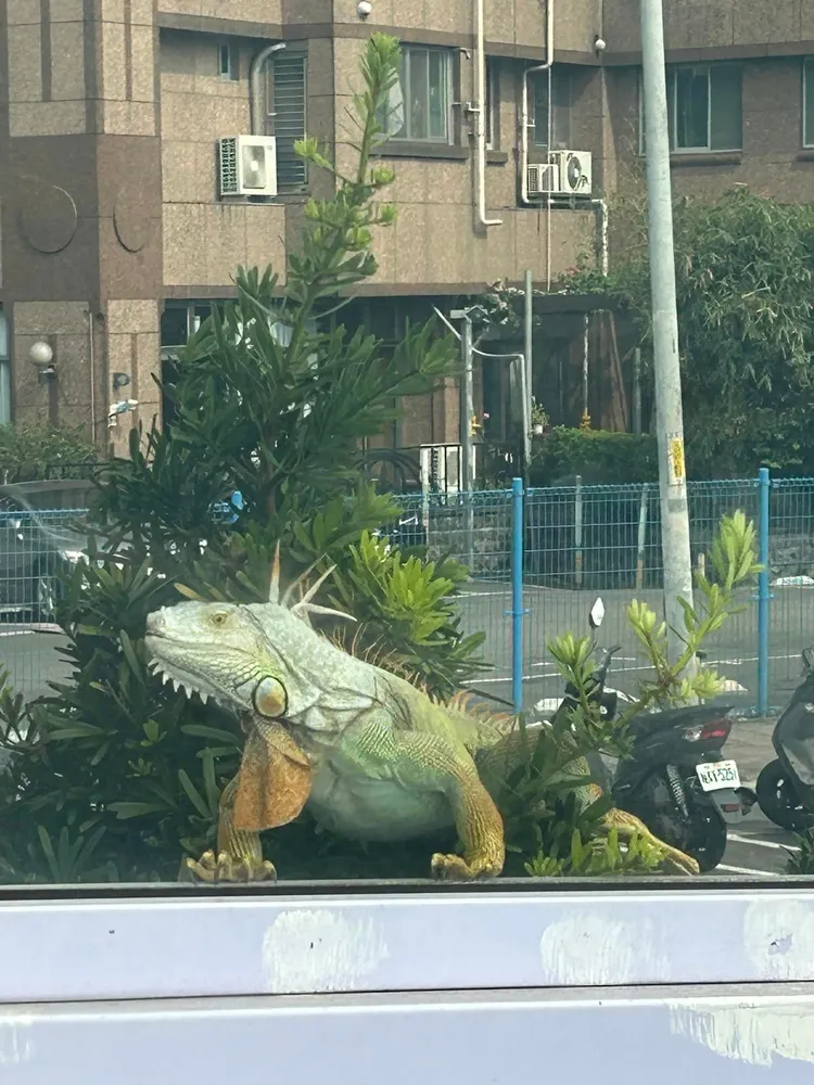 民眾PO文表示，保生路閘道上出現一隻超大的綠鬣蜥。翻攝「我是永和人」臉書社團