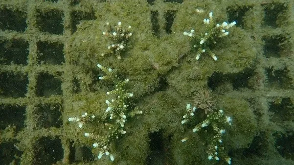 今年3月觀察發現珊瑚已萌發幼苗。新北市漁業處提供