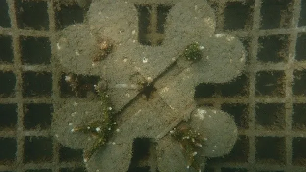 去年8月所種植之珊瑚苗。新北市漁業處提供