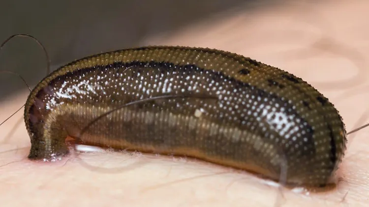 水蛭示意圖。翻攝自《az ANIMALS》