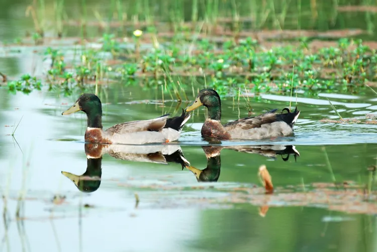 野生綠頭鴨是罕見冬候鳥。王健得攝　高雄野鳥學會提供