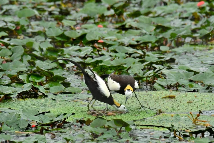 水雉因為公比母多，所以就發展出一妻多夫制。何克祺攝　高雄野鳥學會提供
