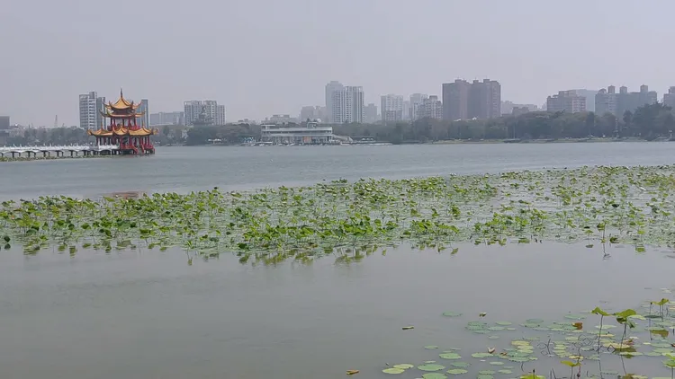 觀光局呼籲，請民眾不要在蓮池潭水域放養動物。凃建豐攝