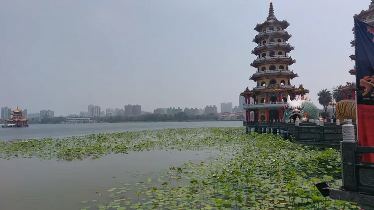蓮池潭水域寬廣，有不少綠頭鴨。凃建豐攝
