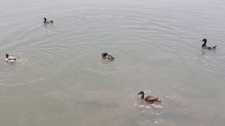 蓮池潭綠頭鴨公鴨比母鴨多很多。凃建豐攝