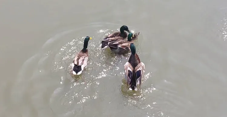 公綠頭鴨爭相要與母綠頭鴨交配。凃建豐攝
