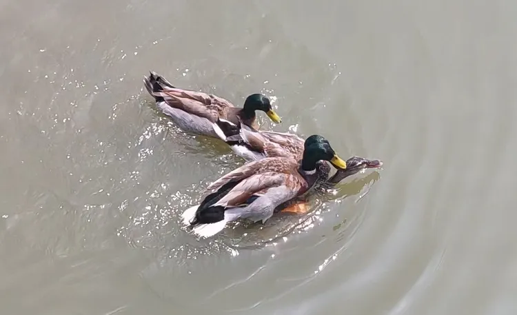 公綠頭鴨爭相要與母綠頭鴨交配。凃建豐攝