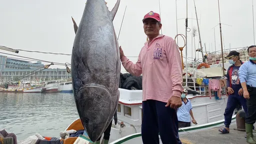 流口水!屏東黑鮪魚季第一鮪報到  下周五公開拍賣