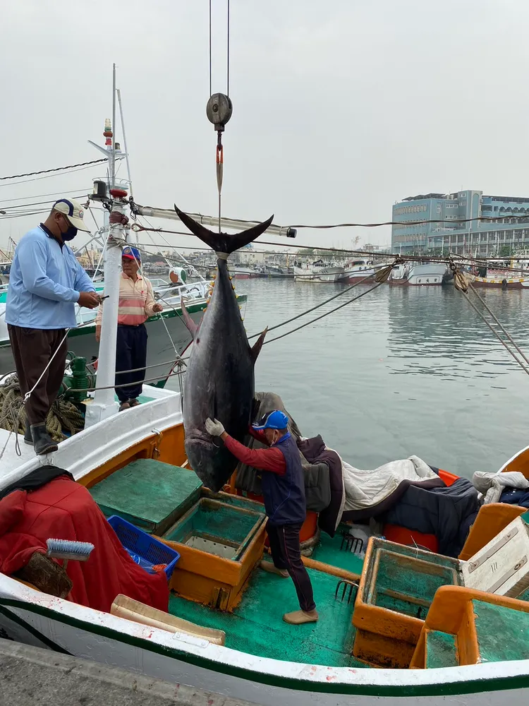 琉球籍漁船「新發財1號」在台灣恆春西南方海域捕獲一尾180公斤公黑鮪，為今年黑鮪魚季的「第一鮪」。讀者提供