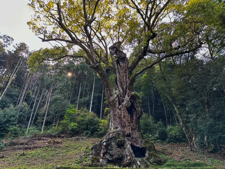 樹齡超過3000年的武雄大楠。賴昀岫攝