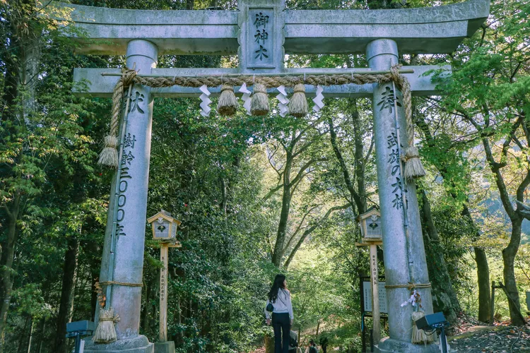 武雄神社旁可通往武雄大楠。賴昀岫攝