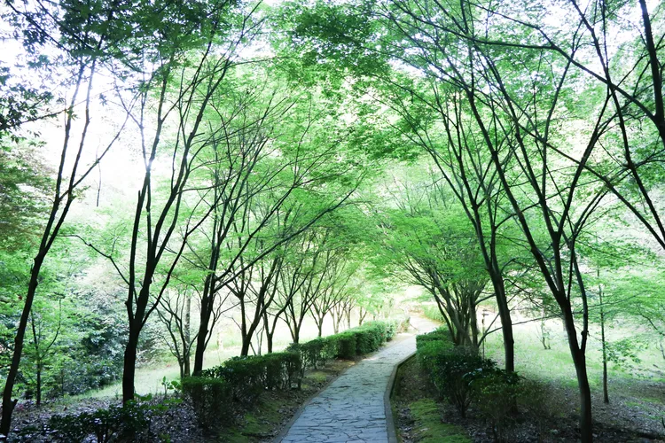 綠意小徑彷彿置身龍貓場景。賴昀岫攝
