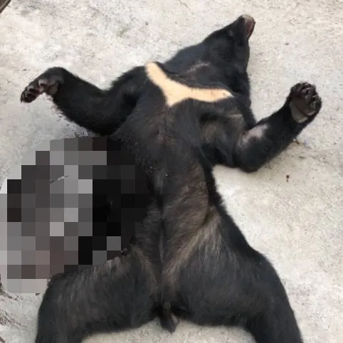 屏東霧台顏姓男子與其親友2年多內共獵殺4頭黑熊。讀者提供