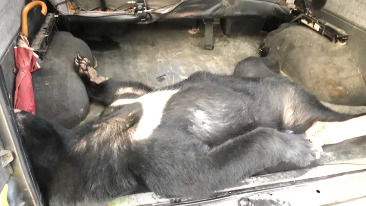 屏東霧台顏姓男子與其親友2年多內共獵殺4頭黑熊與水鹿等動物。讀者提供