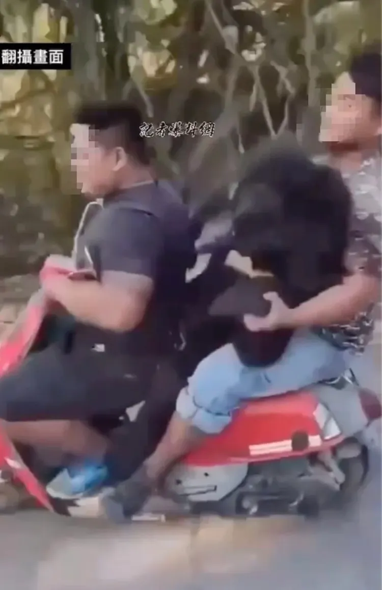 台灣黑熊遭射殺後，被以三貼方式載運，引發社會譁然。翻攝記者爆料網