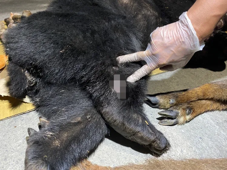 屏東霧台顏姓男子與其親友2年多內共獵殺4頭黑熊。讀者提供