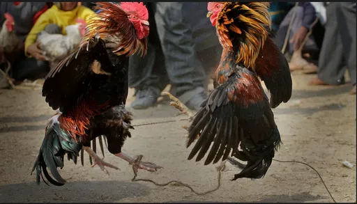 夏威夷鬥雞場人類互鬥5中彈　鄰居少年：很常聽到槍聲