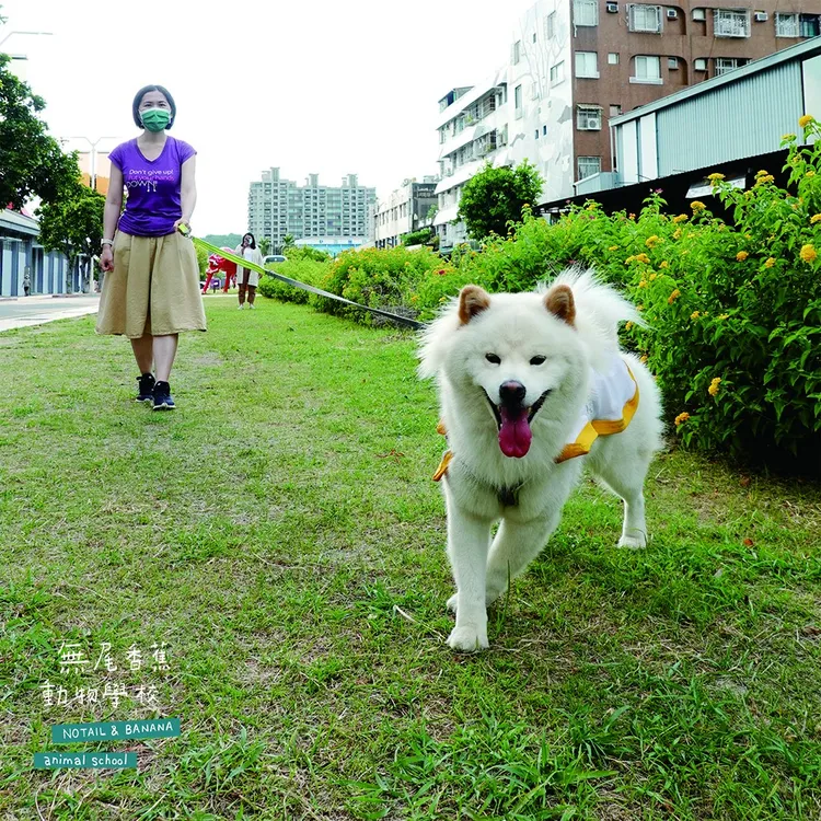 無尾香蕉教民眾和狗狗享受愉快散步體驗的課程。無尾香蕉動物學校提供