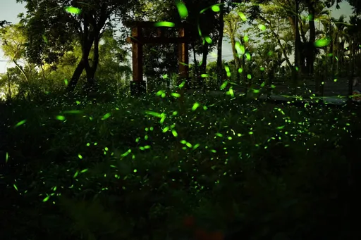 那瑪夏賞螢超夯!觀光局12場山城小旅行秒殺 月底前組團最高補助7000元