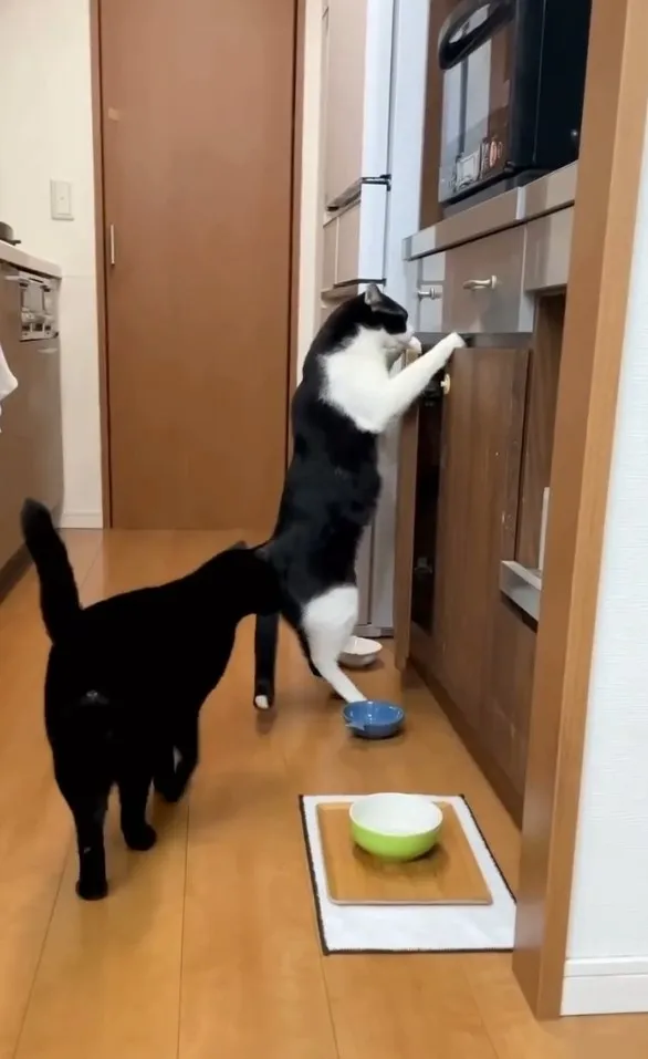 不要聞我屁股（ㄎㄚㄘㄥ），快來幫忙。IG @petsis_high 提供