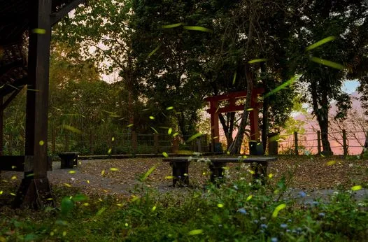 那瑪夏賞螢季即起展開，遊客可觀看螢火蟲飛舞美景。翻攝陳其邁臉書