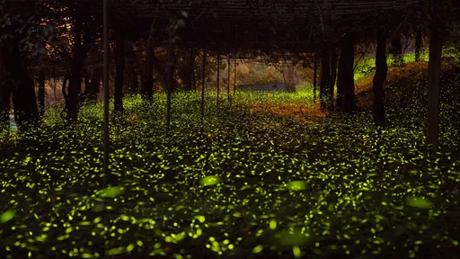 美不勝收!數萬隻火金姑飛舞原鄉 高雄賞螢行程讓他也著迷