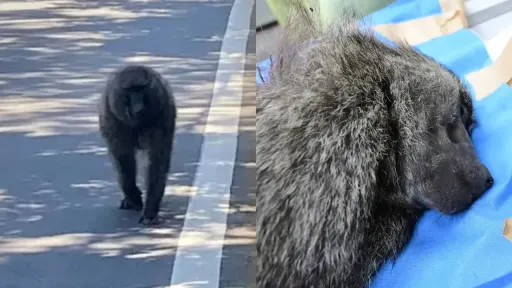 檢討狒狒之死!桃市府冤喊「沒有抓凶猛動物經驗」 洪孟楷籲修《野保法》