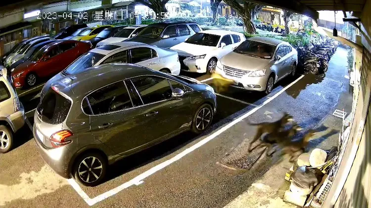 流浪狗追上來，尋找流浪貓下落。民眾提供