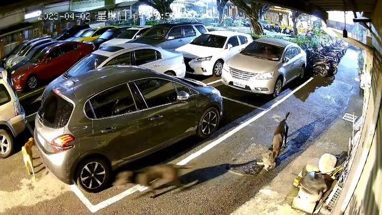 流浪狗咬死貓後，逐一離開。民眾提供