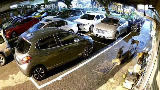 台中6浪犬發狠咬死浪貓畫面曝光　憂老幼成受害者！動保處出動捕犬撲空