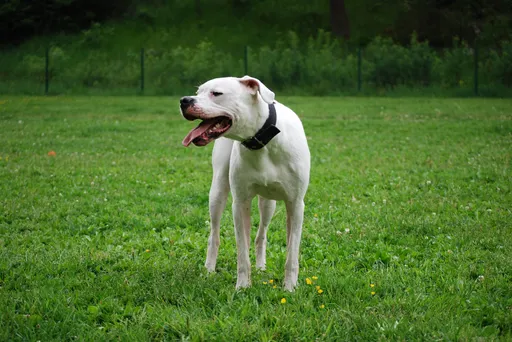 未繫繩杜告犬咬博美!飼主累犯遭重罰35萬 市府將沒入犬隻