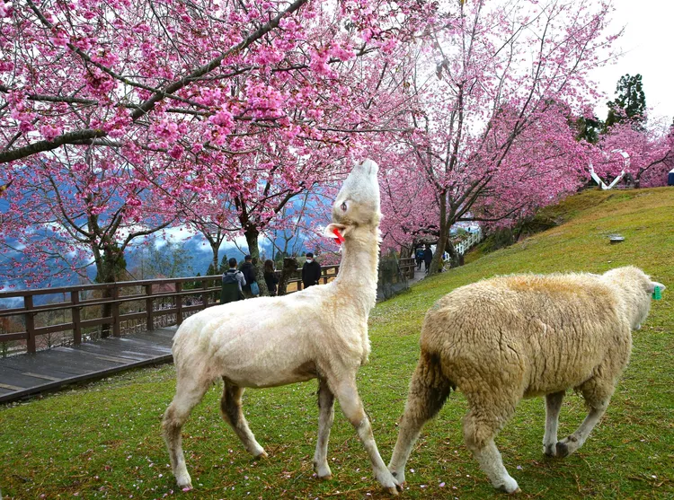 綿羊不是天生沒尾巴，而是出生不久基於健康等因素被斷尾。翻攝清境農場臉書