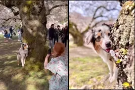 瑪麗與愛犬的互動讓網友覺得暖心療癒。翻攝IG