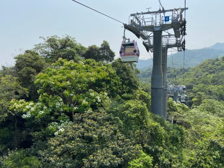貓空山區桐花綻放。北捷提供