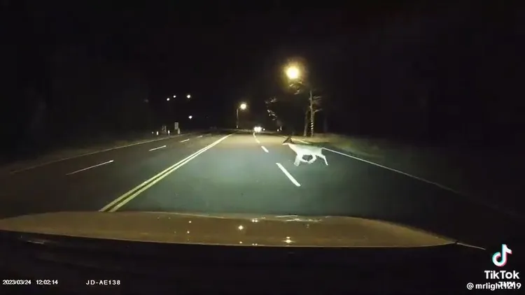 駕駛認為他看到的就是梅花鹿。引自記者新聞網