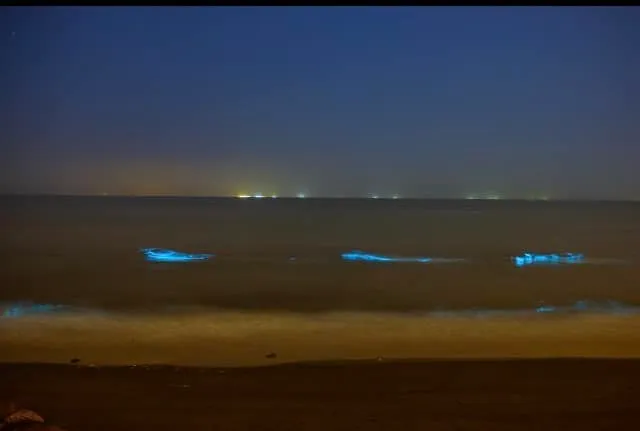 因海水將夜光藻推送到南防波堤邊，有水波拍打岸邊，就有機會觀賞到藍色螢光。翻攝自黃偉哲臉書