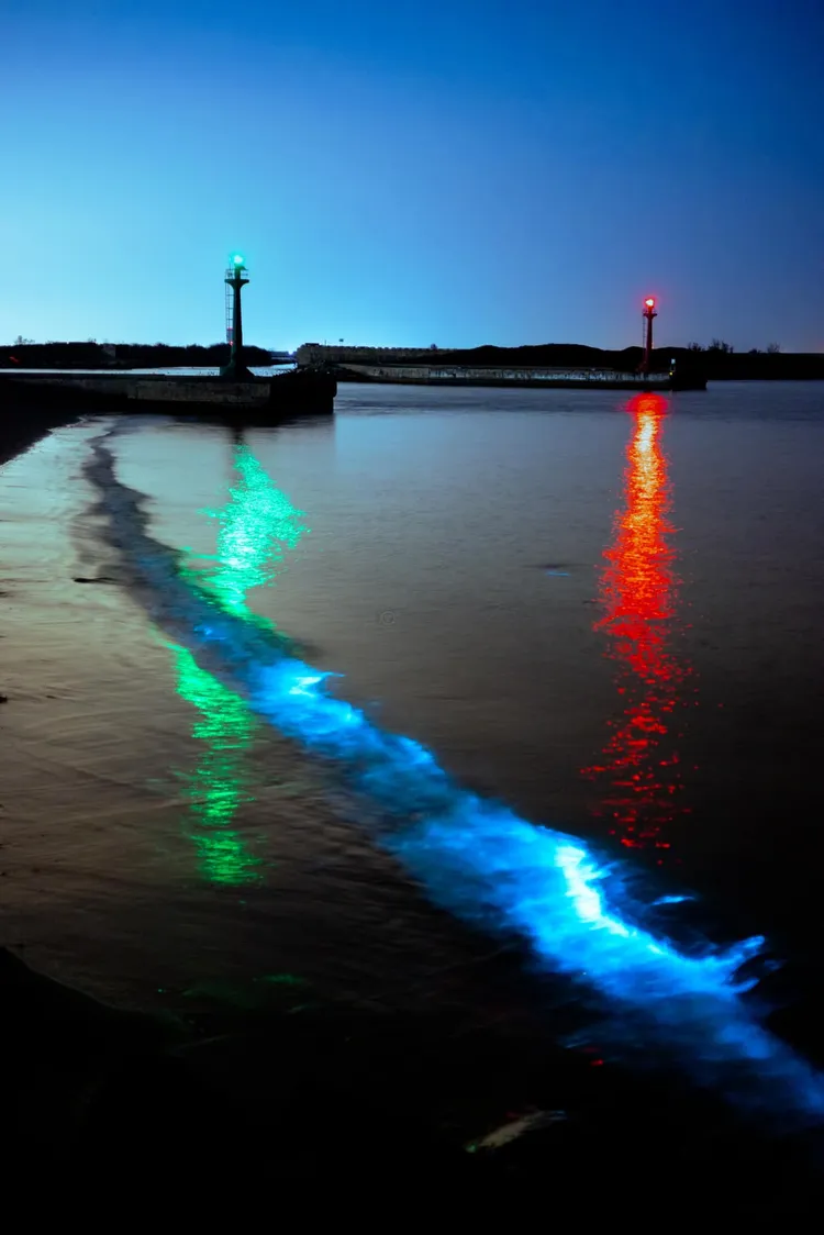 藍眼淚美景相當特殊。翻攝自黃偉哲臉書